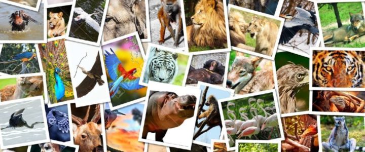 Animal Montage